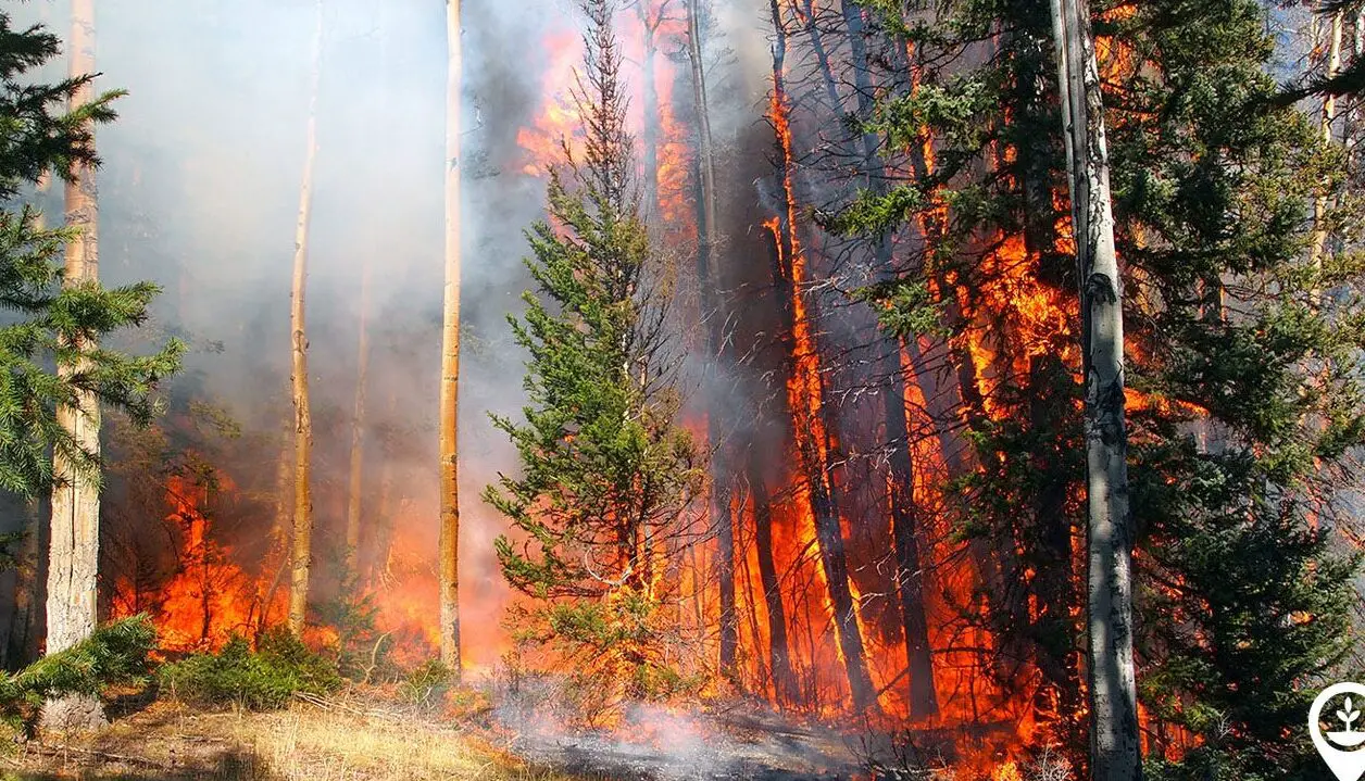 Todo lo que necesitas saber sobre los incendios forestales |